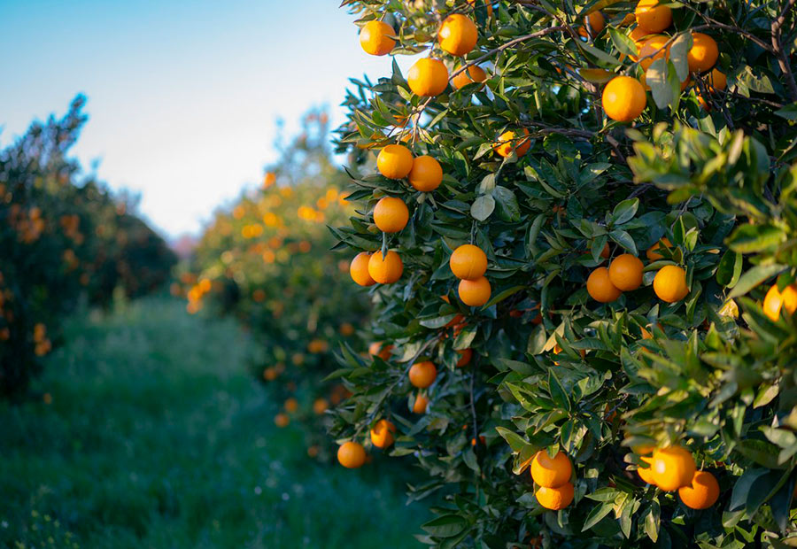 12 Vegetables You Can Still Plant in June